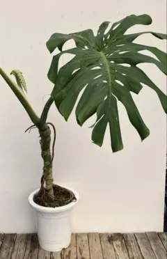 都内引き取り限定 モンステラ デリシオーサ - メルカリ