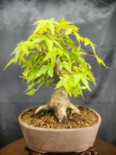 白木盆栽園 石付き楓 樹高23センチ小品盆栽紅葉モミジ欅ケヤキ観葉植物