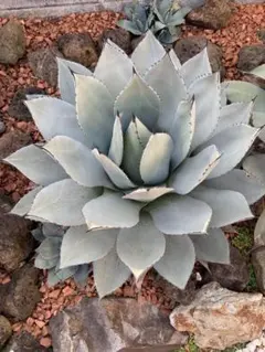 2026年最新】姫吉祥天の人気アイテム - メルカリ