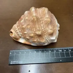 2025年最新】マンボウガイの人気アイテム - メルカリ