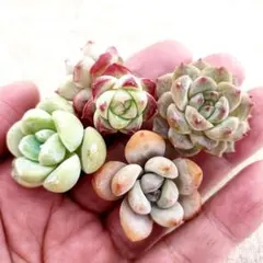 ひろと【説明欄は必ず読んでください】様 リクエスト 2点 まとめ商品