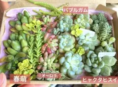 つぶつぶセット★多肉植物の寄せ植えに　オーロラ、春萌、ホーニー　エケベリア　T3のサムネイル