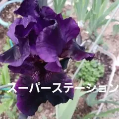 ジャーマンアイリス 黒紫系 　スーパーステーション 　　株分け連結球根のサムネイル