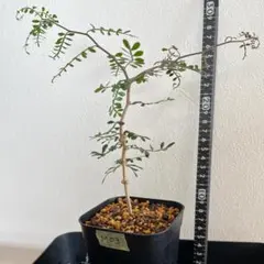 オペルクリカリア パキプス M03 実生 2年 seedstock 塊根植物のサムネイル
