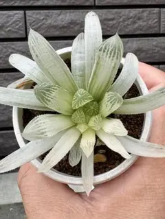 多肉植物　ハオルチア　オブツーサ錦のサムネイル
