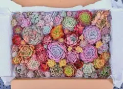 ☆感謝☆大満足！㉝たっぷりバラエティー韓国苗入り多肉植物カット苗セット