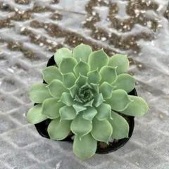 おとく様 リクエスト 2点 まとめ商品