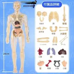人体模型 28cm 解剖図鑑 組み立て キット 知育玩具 自由研究 理科 標本のサムネイル