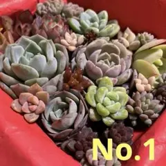 ★No.1★多肉★寄せ植えセット★カット苗★詰め合わせ★多肉弁当★初心者様向け★