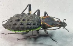 2026年最新】カブリモドキの人気アイテム - メルカリ