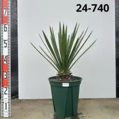 ユッカ　フィリフェラ【24-740】