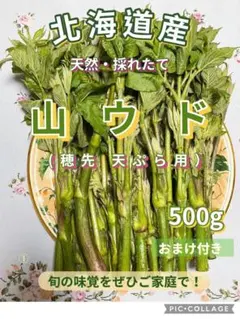 M_N様専用】北海道産 山ウド 若芽 500g - メルカリ