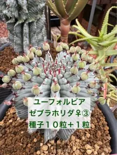 2025年最新】ユーフォルビア ホリダの人気アイテム - メルカリ