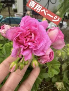 ミポリン♡(*´∀｀*)♡様専用ページ