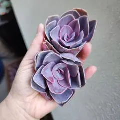 せみせみ様 リクエスト 2点 まとめ商品