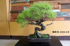 四国黒松 盆栽 幹肌 根張り 迫力ある一品 植木鉢 南蛮 送料無料 