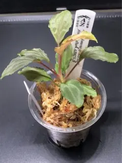 熱帯植物 HW便正規タグ付 ホマロメナsp.