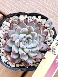 2025年最新】ミックスベリア 青鬼の人気アイテム - メルカリ