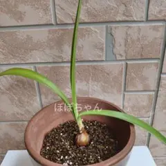ユッカ ロストラータ 実生 抜き苗 ① - メルカリ