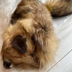 キツネ　フォックス　リアルファー　本物　帽子　カナダ