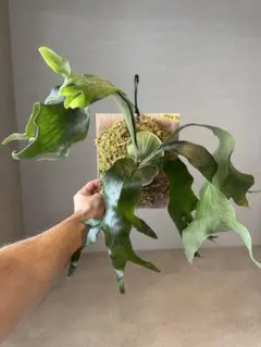 K*A様 P.hilli Rod Pattison spore grown - メルカリ