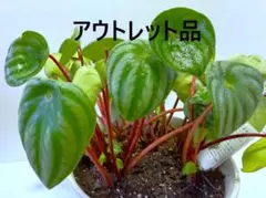 【アウトレット品】ペペロミア スイカ サンデルシー 観葉植物 鉢植え