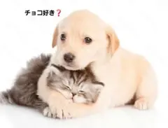 M&M's アクリルビーズ