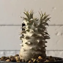 2025年最新】パキポディウム 恵比寿大黒の人気アイテム - メルカリ