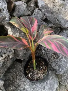 斑入り バナナ 6寸　＊同梱推奨商品 斑入り バナナ 6寸 ＊同梱推奨商品