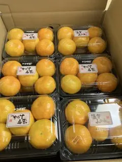 【専用出品 まいこはん様】ハウスみかん JA唐津 宮川品種 約3kgのサムネイル