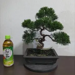真柏 盆栽 捻転幹 模様木 シャリ芸 舎利 - メルカリ