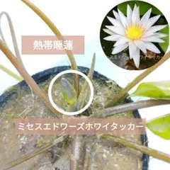 熱帯スイレン　ミセス・エドワーズ・ホワイタッカー　花芽あり ビオトープ　熱帯睡蓮のサムネイル