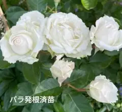 こり様 リクエスト 2点 まとめ商品