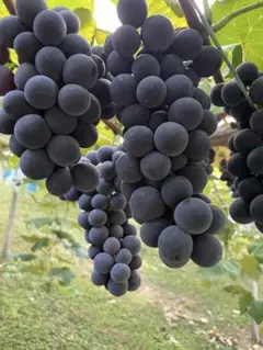 Keiさま専用出品キャンベル2箱