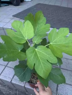いちじく 超希少品種 Weihai青皮 挿し木苗 - メルカリ