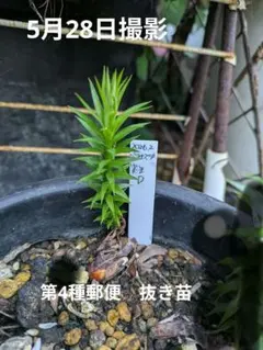 希少 パラナマツ ブラジルマツ 実生苗✦ B - メルカリ