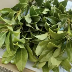 香り最高フレッシュ コブミカンの葉10g。レモングラスオマケ。 香り最高フレッシュ コブミカンの葉10g。 - メルカリ