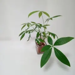 パキラ/双子 Mix (ブロックグラス/セラミス・ハイドロ) 観葉植物