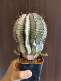 ☆激白☆関上ホリダ　ホリダ　幅6cm ゼブラホリダ　オベサ ゼブラ白衣ホリダ A3328☆ユーフォルビア ホリダ 多肉植物☆浦部