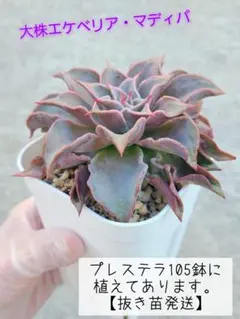 【サービス品@1580〜】バンプマディバ 2025年最新】マディバ バンプの人気アイテム - メルカリ