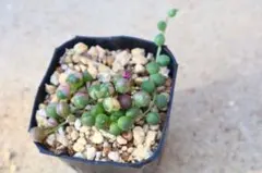 グリーンネックレス斑入り