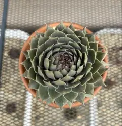 くみくみ様 リクエスト 3点 まとめ商品