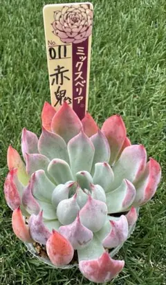 2025年最新】ミックスベリア 赤鬼の人気アイテム - メルカリ