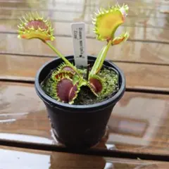 A*可様 ハエトリソウ ウワバミ ジップのセット - メルカリ