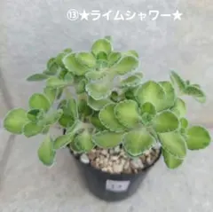⑬ 희귀 ‼️ 아로마티카 슬라임 샤워 모종 제거