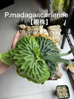 2026年最新】madagascarienseの人気アイテム - メルカリ