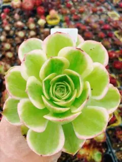 91#観葉植物アエオニウム錦❤️グリーンメデューサセッカ❤️3大頭14cm