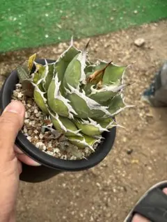 アガベ　オテロイ　ノーネーム　オアハカワイルド子株　メルカリ便 2025年最新】オアハカワイルドの人気アイテム - メルカリ