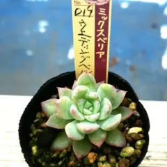 ウエディングベル 多肉植物 ミックスベリア おらい - メルカリ