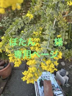 ぼたん　様専用ページ